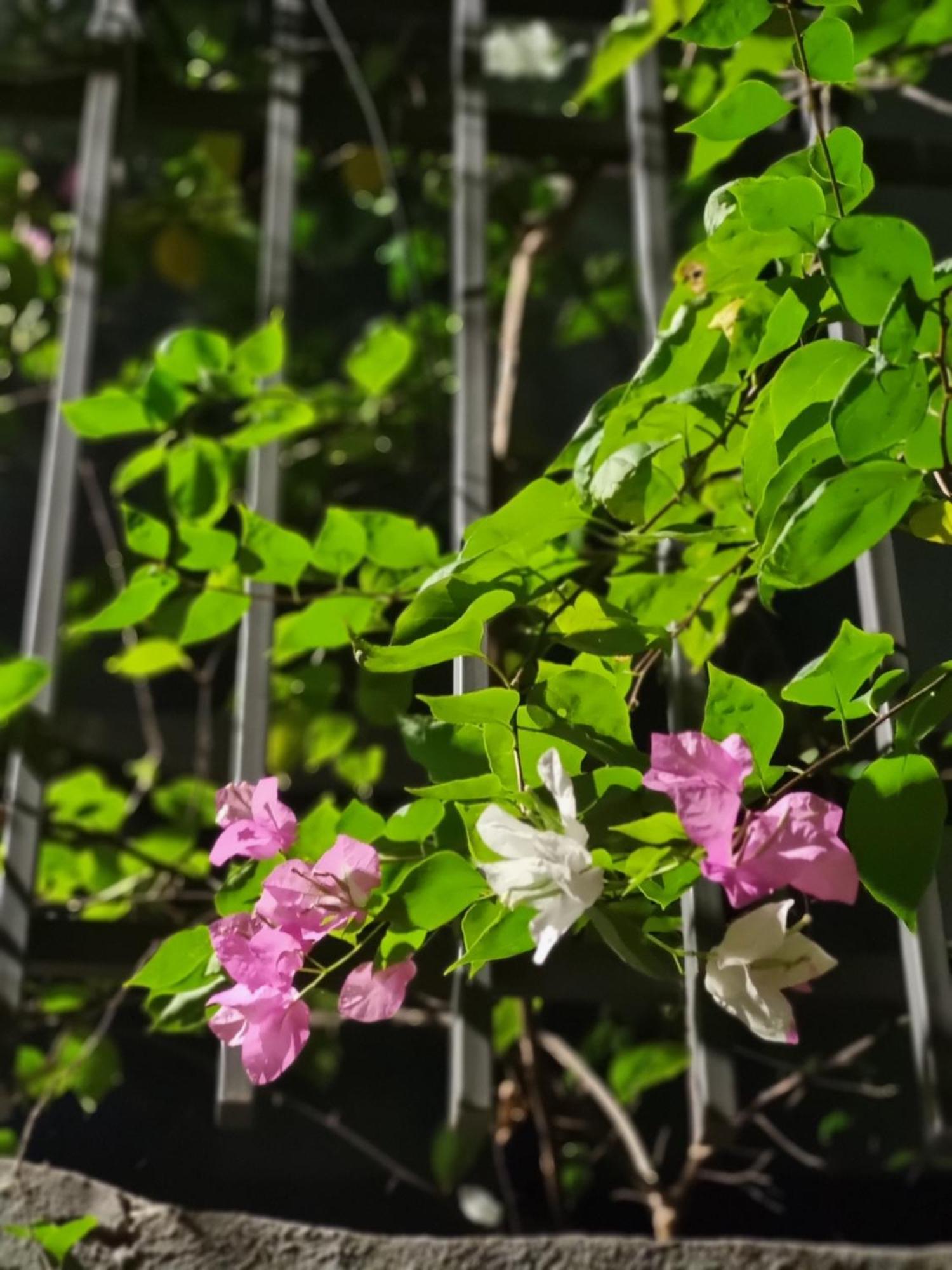 May'S Cottage Hà Nội Ngoại thất bức ảnh